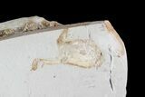 Fossil Pea Crab (Pinnixa) From California - Miocene #74483-1